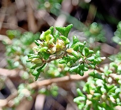 Pultenaea scabra