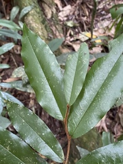 Meiogyne hirsuta