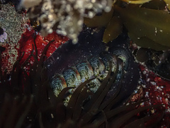 Onithochiton quercinus