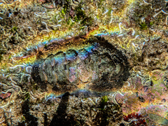 Onithochiton quercinus