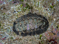 Onithochiton quercinus