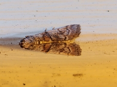 Promylea lunigerella