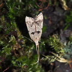 Deltoplastis apostatis