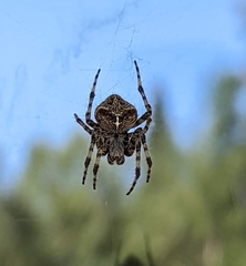 Araneus gemmoides