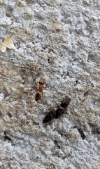 Opisthopsis