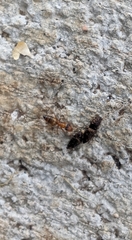 Opisthopsis