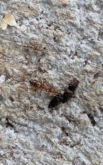Opisthopsis