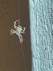 Argiope anasuja