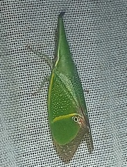 Odontoptera carrenoi