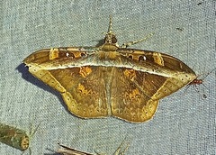 Hemeroblemma opigena