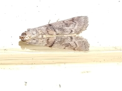 Promylea lunigerella