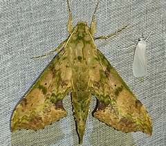 Xylophanes zurcheri