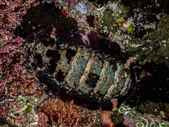 Onithochiton quercinus