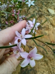 Crowea angustifolia