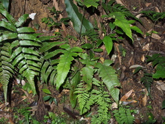 Stegnogramma wilfordii