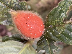 Atractocarpus hirtus