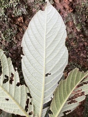 Atractocarpus hirtus