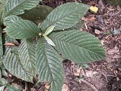 Atractocarpus hirtus