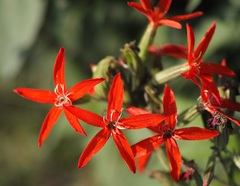 Silene regia