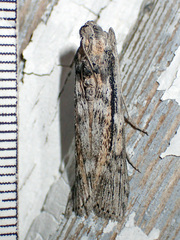 Cactobrosis fernaldialis