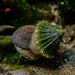 Cap-shaped False Limpet - Photo (c) Felix Harper, some rights reserved (CC BY-NC), uploaded by Felix Harper