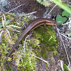 Plestiodon latiscutatus