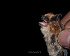 Myotis californicus