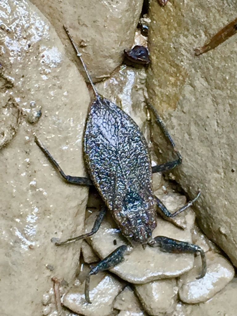 Nepinae