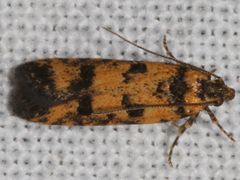 Hemiarcha thermochroa