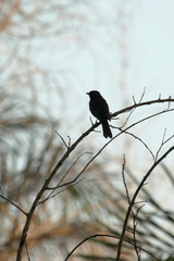 Melaenornis