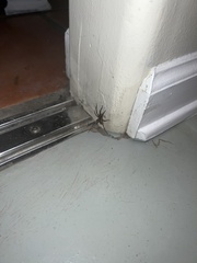 Araneae