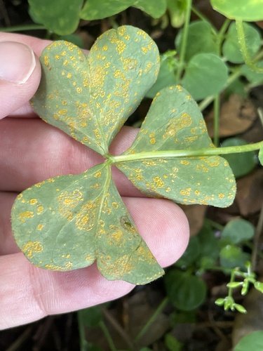 Puccinia oxalidis observed 2022-08-12