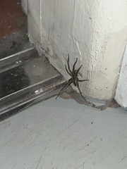 Araneae