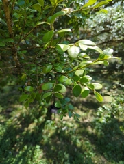 Buxus sinica