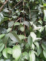 Ficus pumila awkeotsang