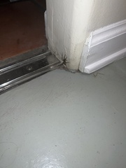 Araneae