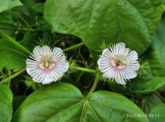 Passiflora foetida