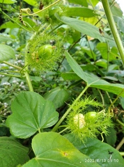 Passiflora foetida