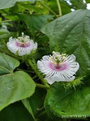 Passiflora foetida