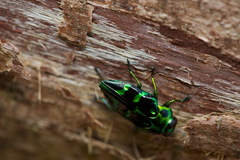 Chrysobothris viridifasciata