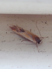 Batia lunaris