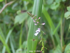Phryma