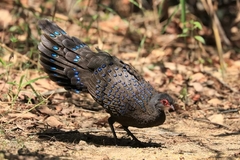 Polyplectron germaini