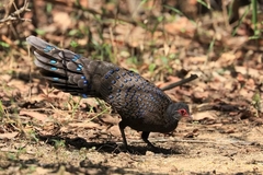 Polyplectron germaini