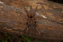 Ephebopus cyanognathus