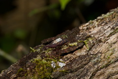 Estenorhinus dispar
