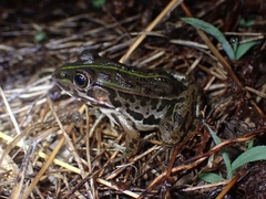Pelophylax nigromaculatus