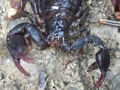 Euscorpius italicus