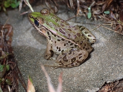 Pelophylax nigromaculatus