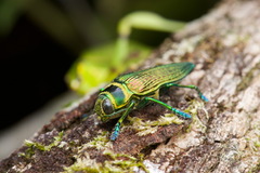 Psiloptera bicarinata